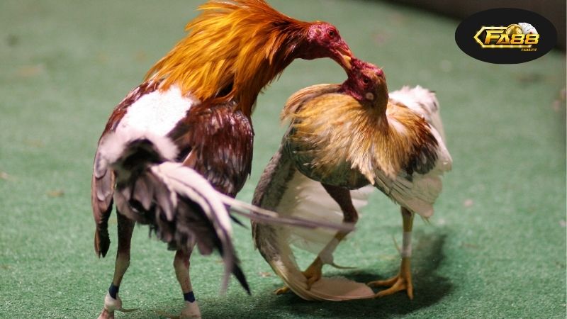 Đánh Giá Đá Gà Trực Tuyến Hôm Nay - Thị Trường Uy Tín Nhất 5 Những Xu Hướng Mới Đang Nổi Bật Trong Thế Giới Đá Gà Hiện Nay