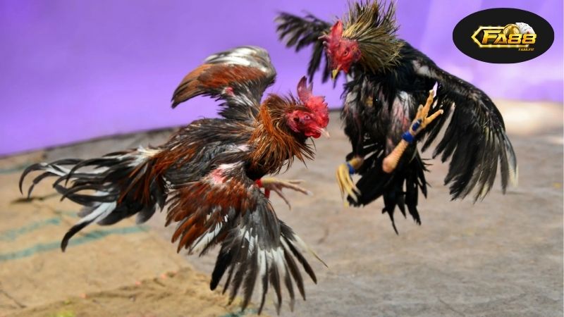 Lịch sử và sự phát triển của đá gà cựa sắt qua các thời kỳ